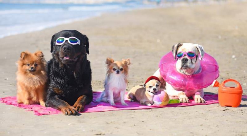 I NOSTRI AMICI ANIMALI E LA SPIAGGIA